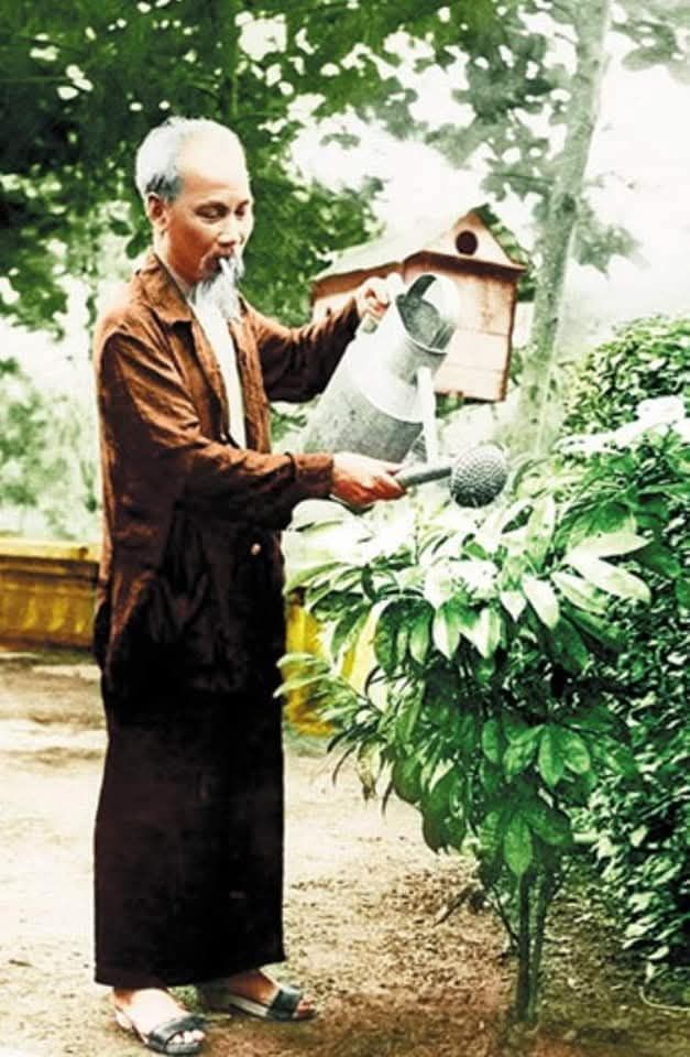 Bác chăm vú sữa, nắng người bên song