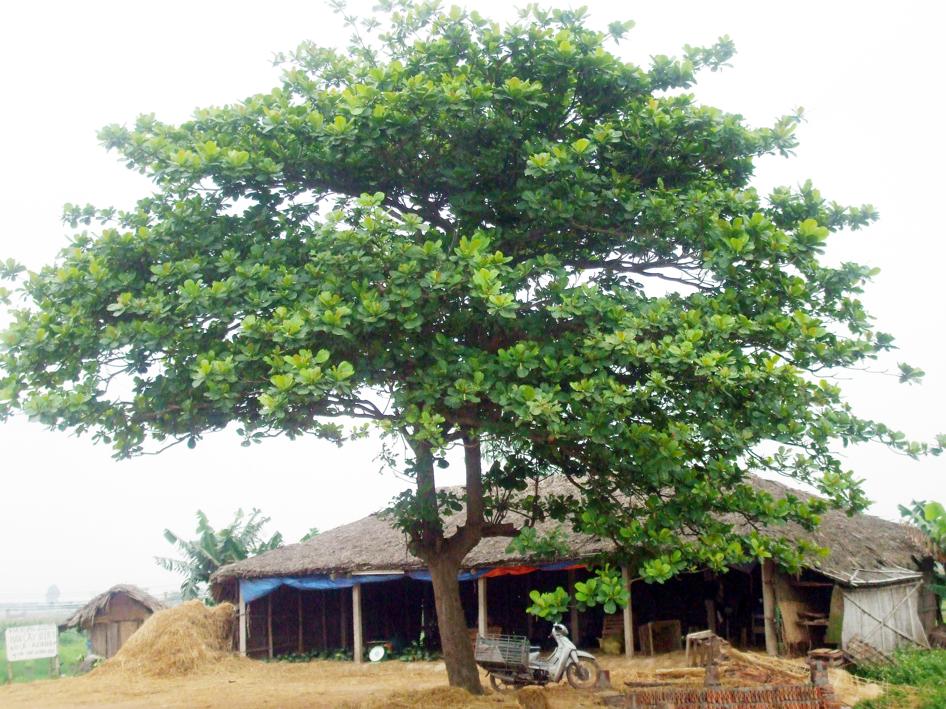 CÂY BÀNG TRƯỚC NGÕ