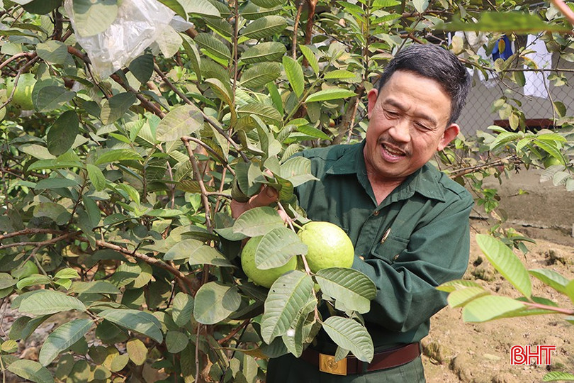 Nhánh Hoa Rừng