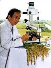Những giống lúa chống lại hạn hán