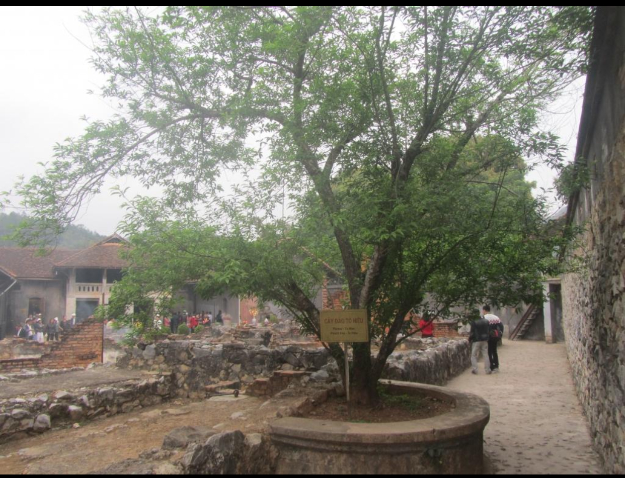 TÔ HIỆU – CÂY ĐÀO TRONG NHÀ TÙ SƠN LA