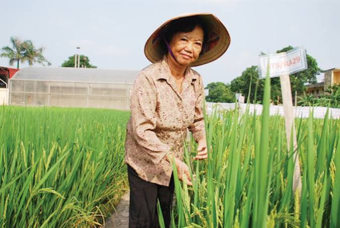 Anh hùng Lao động Nguyễn Thị Trâm – người góp phần làm nên những mùa vàng