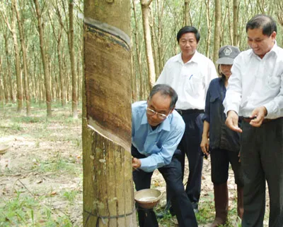 Anh hùng Lao động Lê Văn Khoa – Người dành trọn tâm huyết cho những cánh rừng cao su