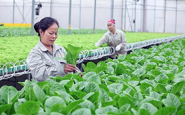 TỪ NHỮNG CÁNH ĐỒNG SAU CHIẾN TRANH ĐẾN NÔNG SẢN VIỆT NAM VƯƠN RA THẾ GIỚI