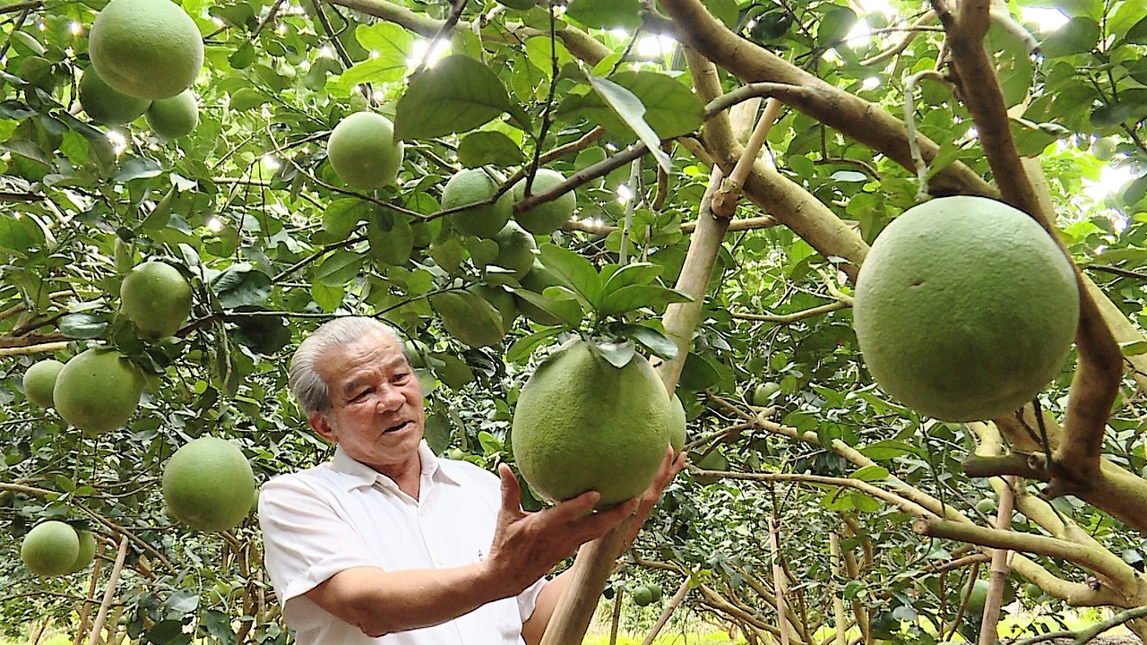 Những cựu chiến binh làm kinh tế giỏi