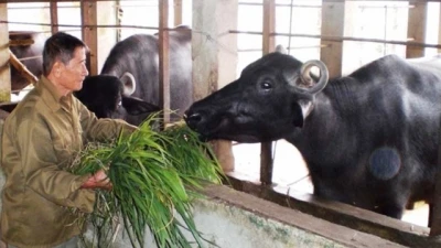 Anh hùng lao động Hồ Giáo - Người anh hùng trên đồng cỏ Sông Bé