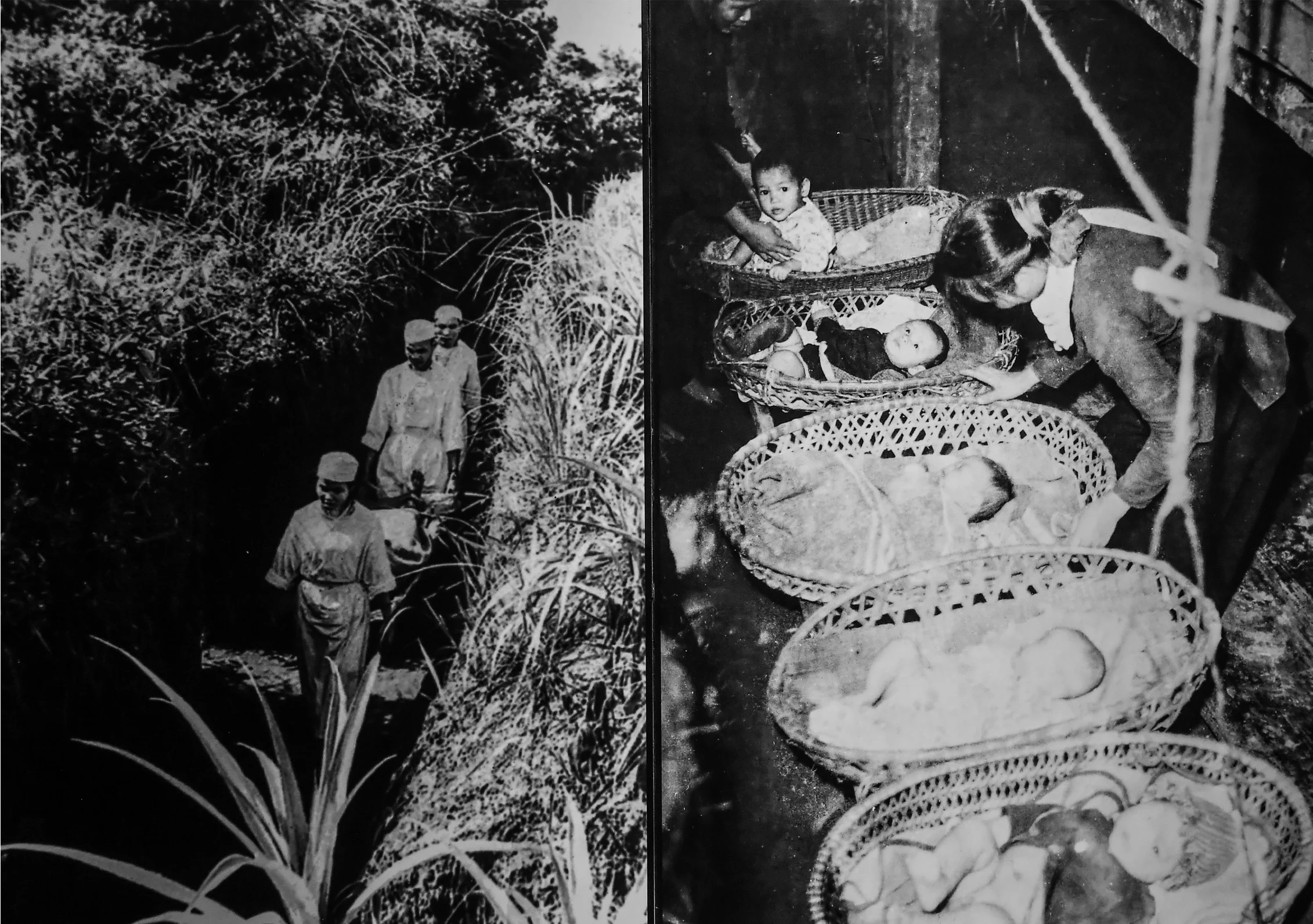 Anh hùng Lao động Đinh Như Gia