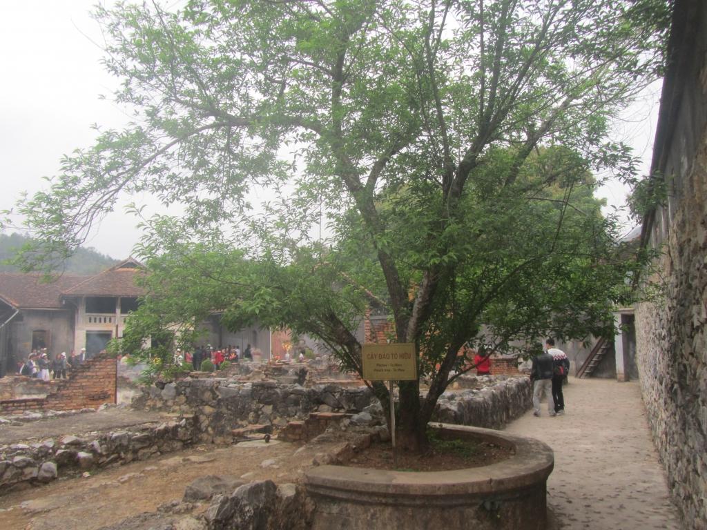 Cây đào Tô Hiệu