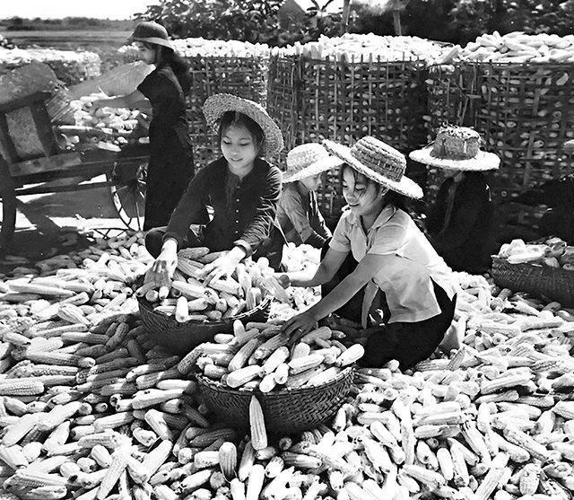 ANH HÙNG LAO ĐỘNG NGUYỄN CHÍ THANH – NGƯỜI PHÁT TRIỂN SẢN XUẤT VÙNG GIẢI PHÓNG